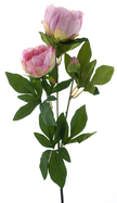 Branche de Pivoine