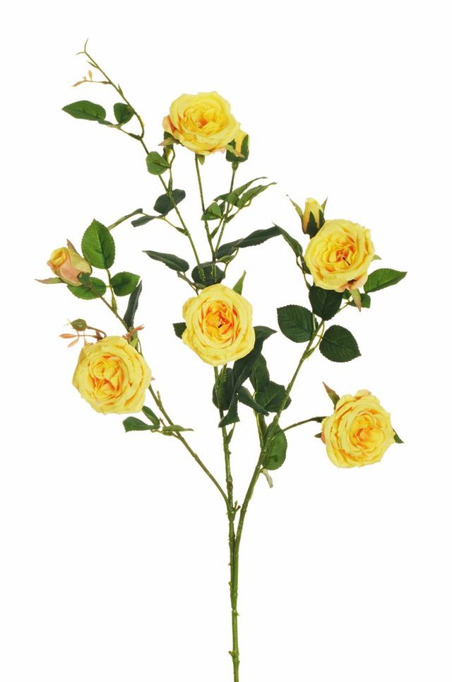 Branche de Rose