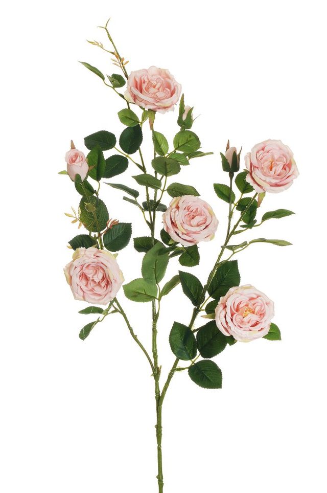 Branche de Rose