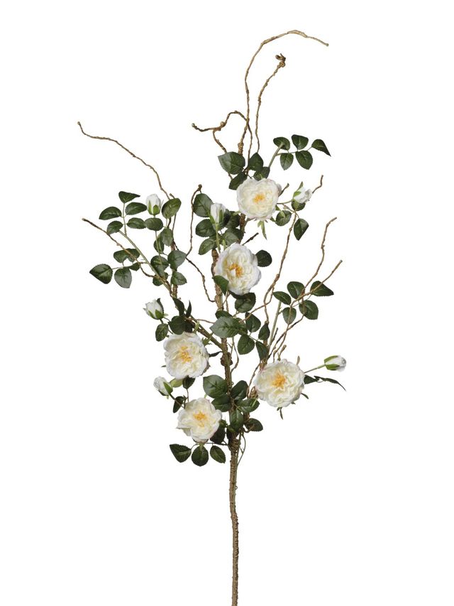 Branche de Rosier