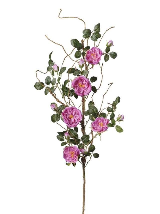 Branche de Rosier