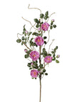 Branche de Rosier