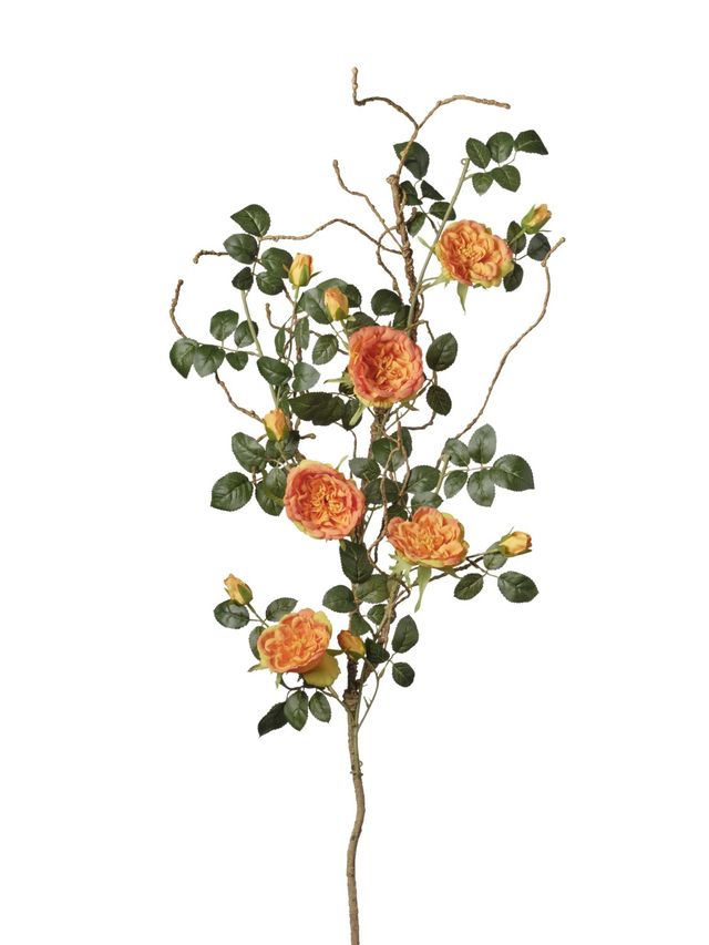 Branche de Rosier