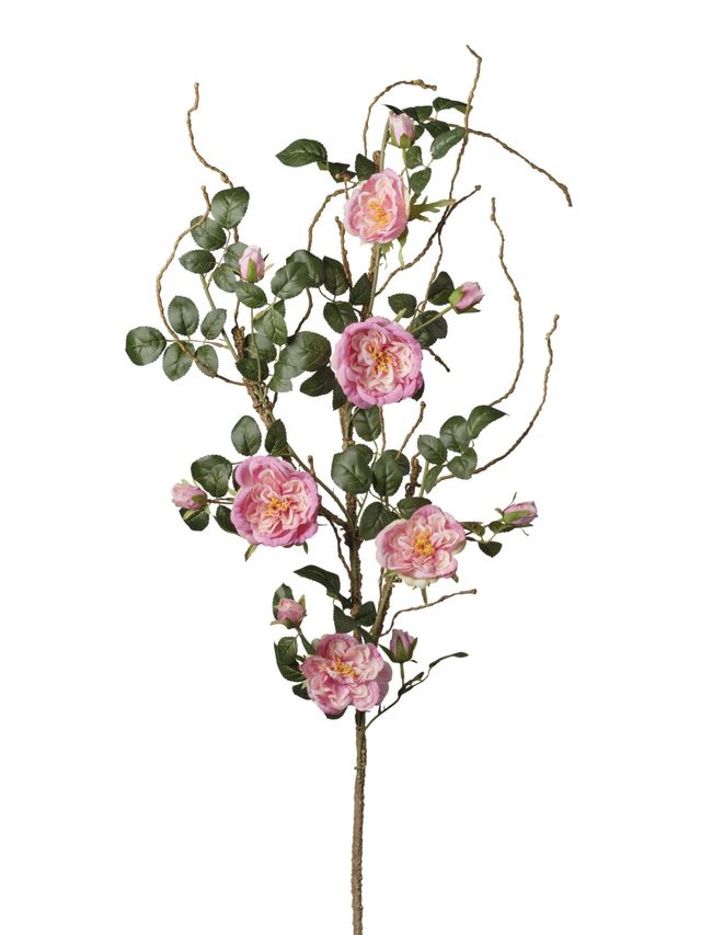 Branche de Rosier