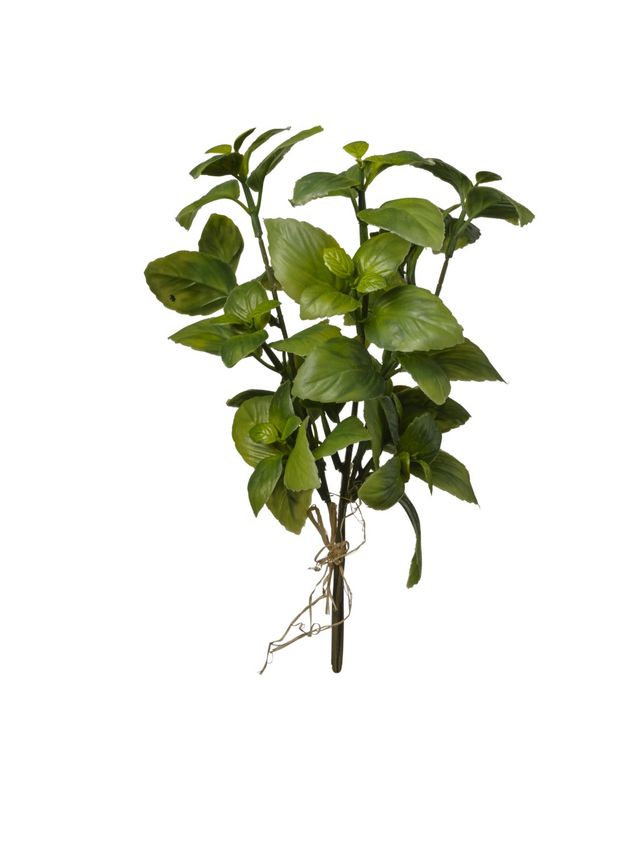 Branche de basilic