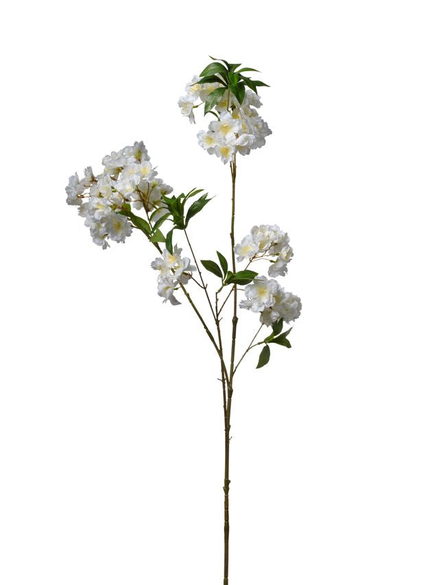 Branche de blossom