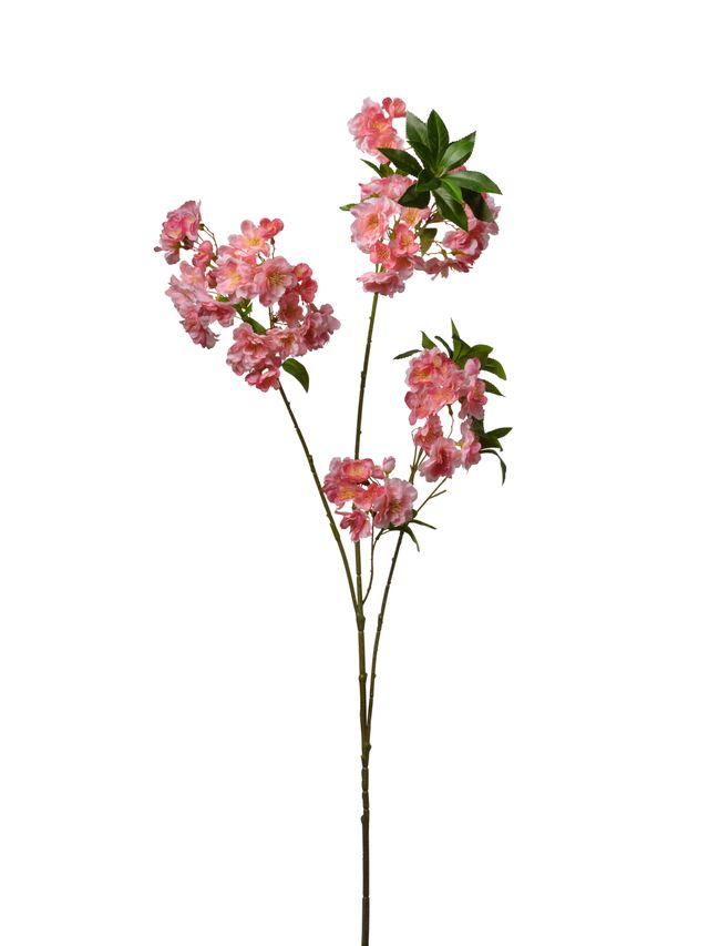 Branche de blossom