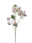 Branche de blossom