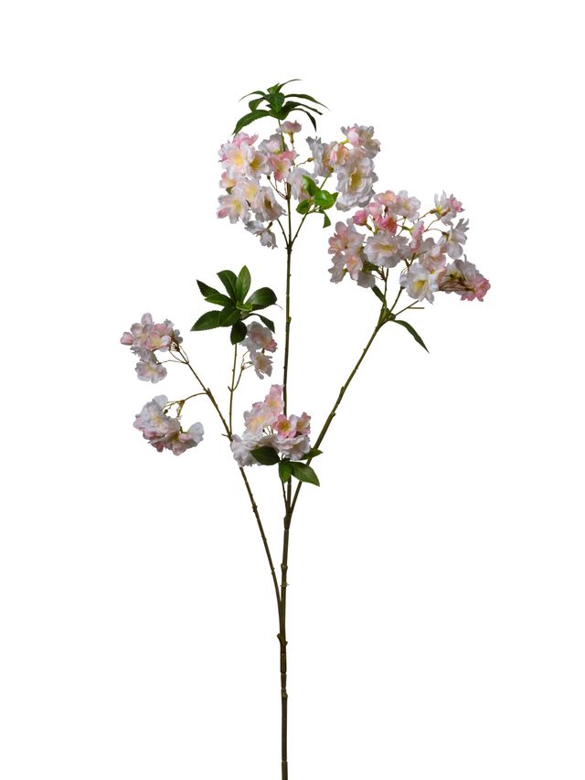 Branche de blossom