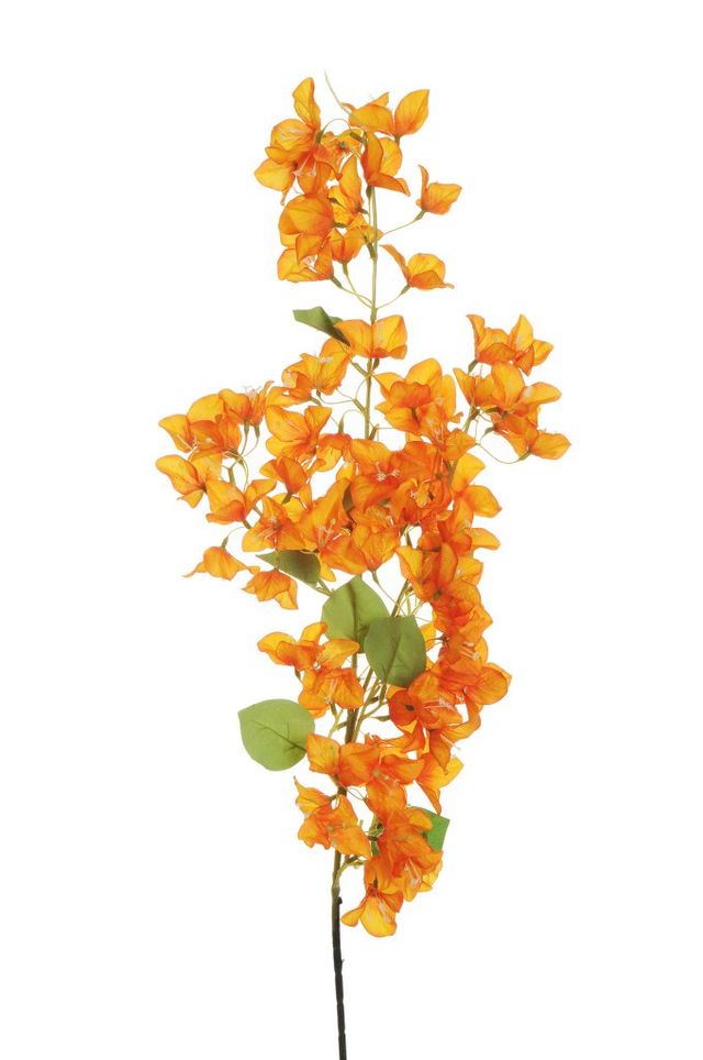 Branche de bougainvillier