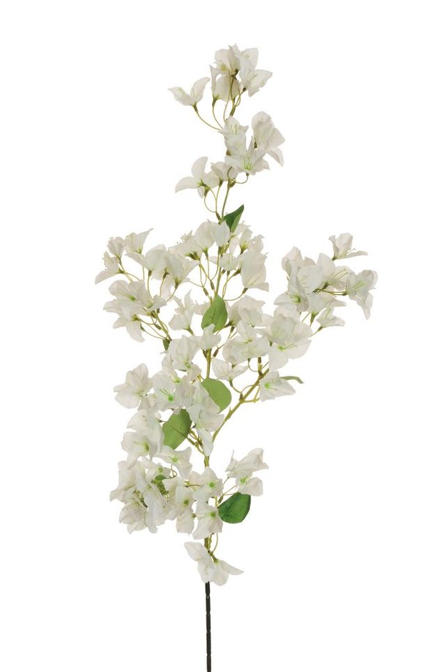 Branche de bougainvillier