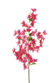 Branche de bougainvillier