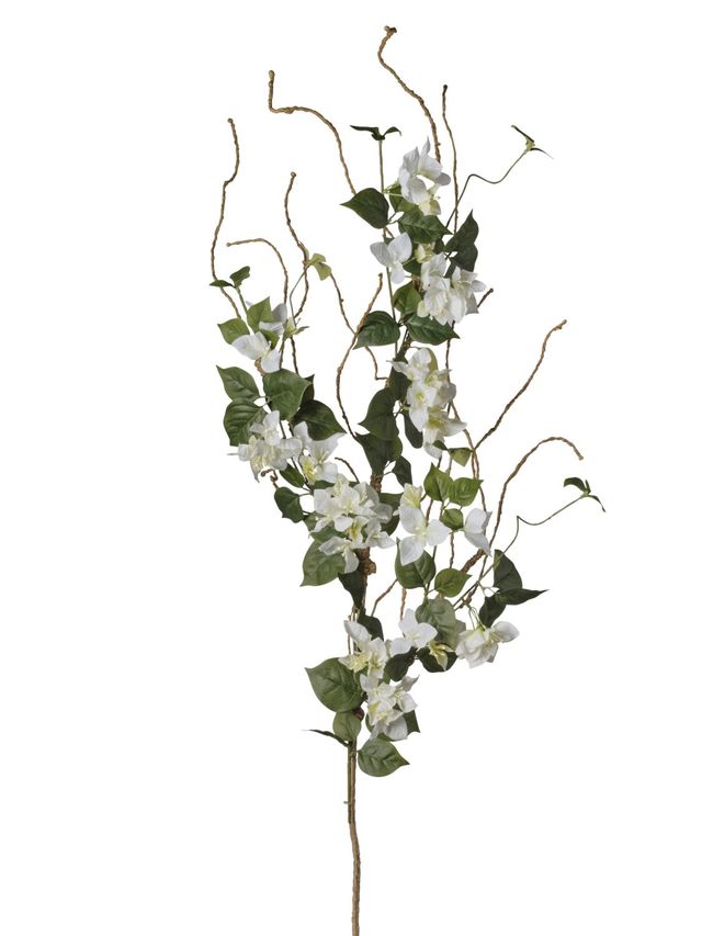 Branche de bougainvillier jardin