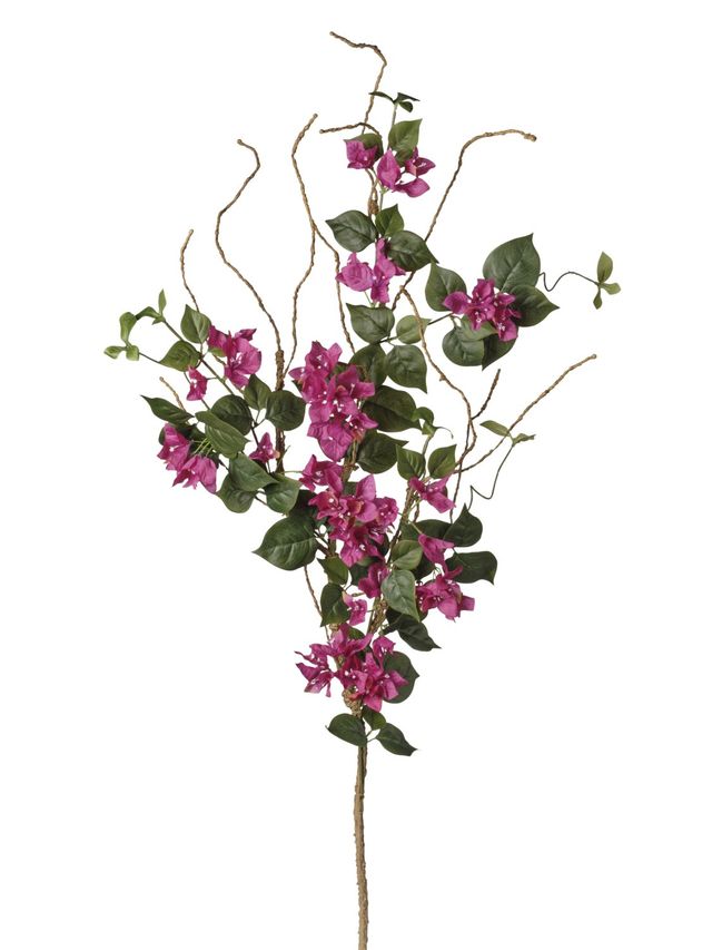 Branche de bougainvillier jardin