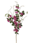 Branche de bougainvillier jardin