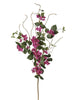 Branche de bougainvillier jardin