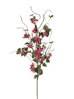 Branche de bougainvillier jardin