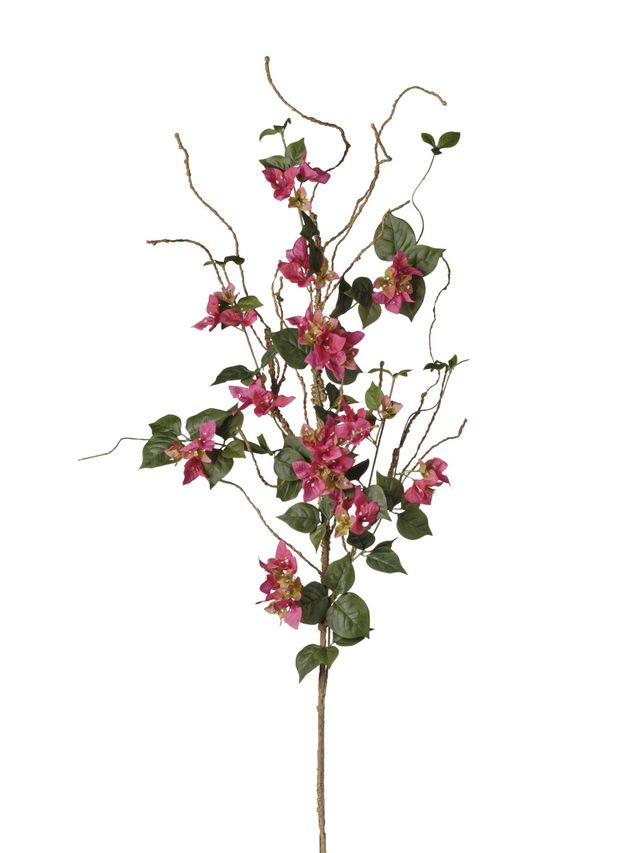 Branche de bougainvillier jardin