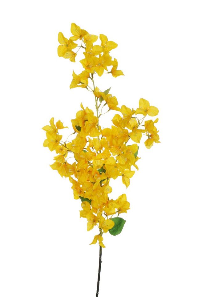 Branche de bougainvillier