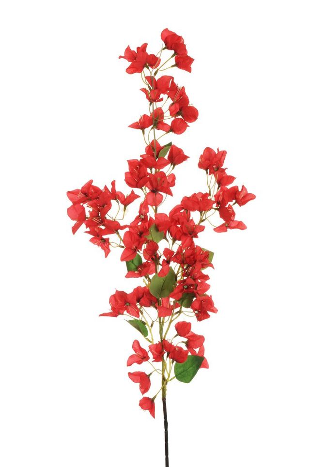 Branche de bougainvillier