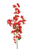 Branche de bougainvillier