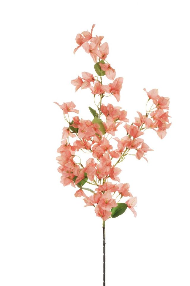 Branche de bougainvillier