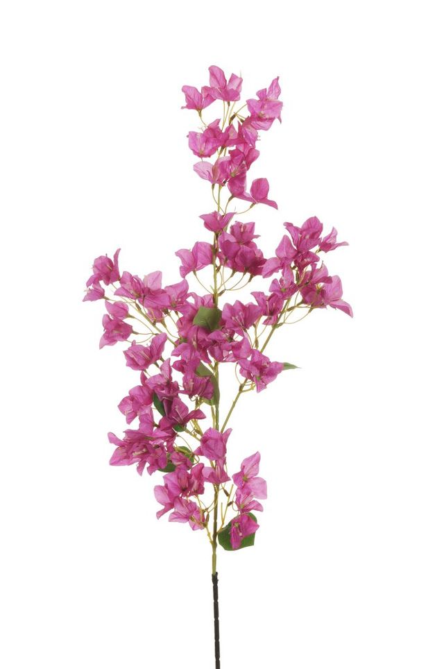 Branche de bougainvillier