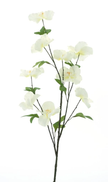 Branche de camellia