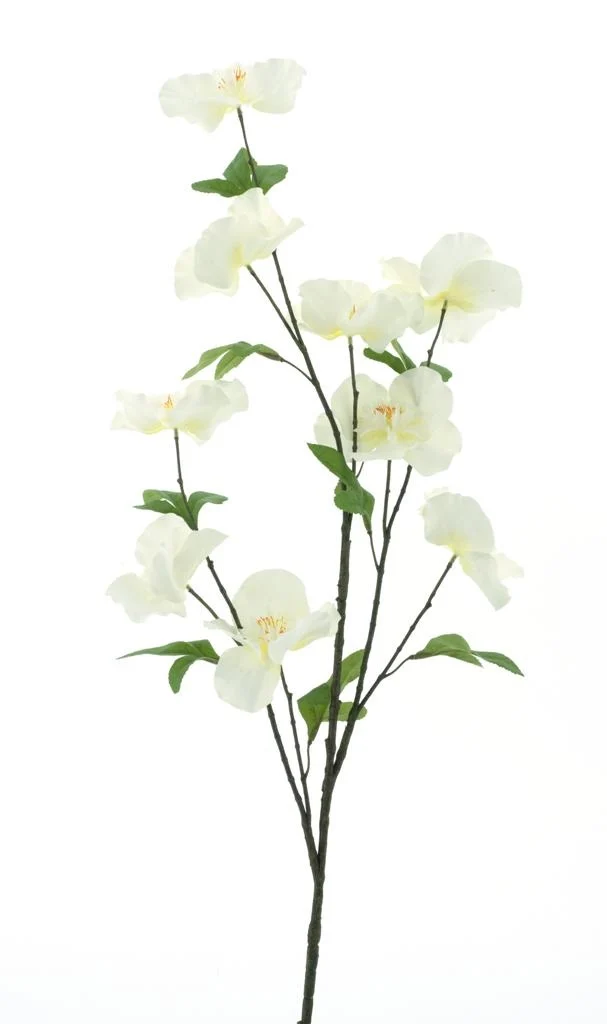Branche de camellia