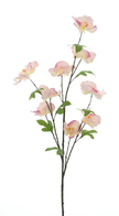 Branche de camellia