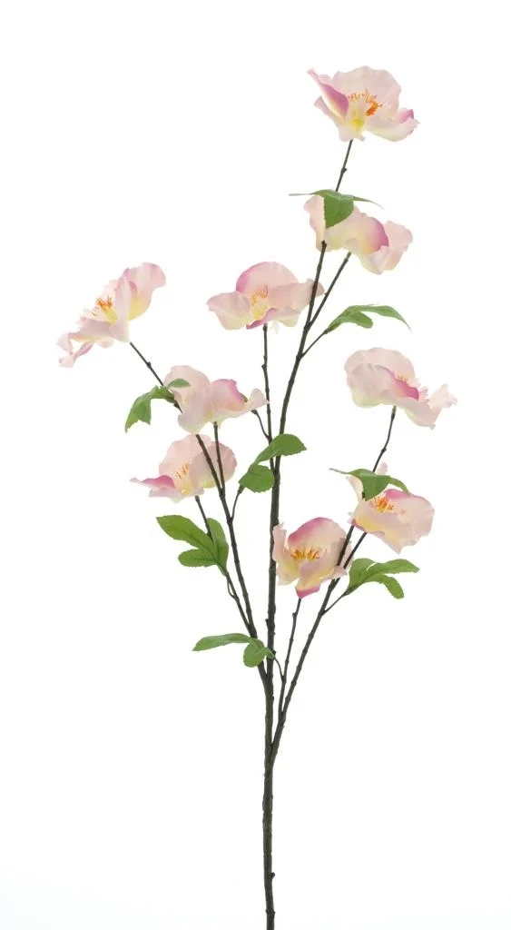 Branche de camellia