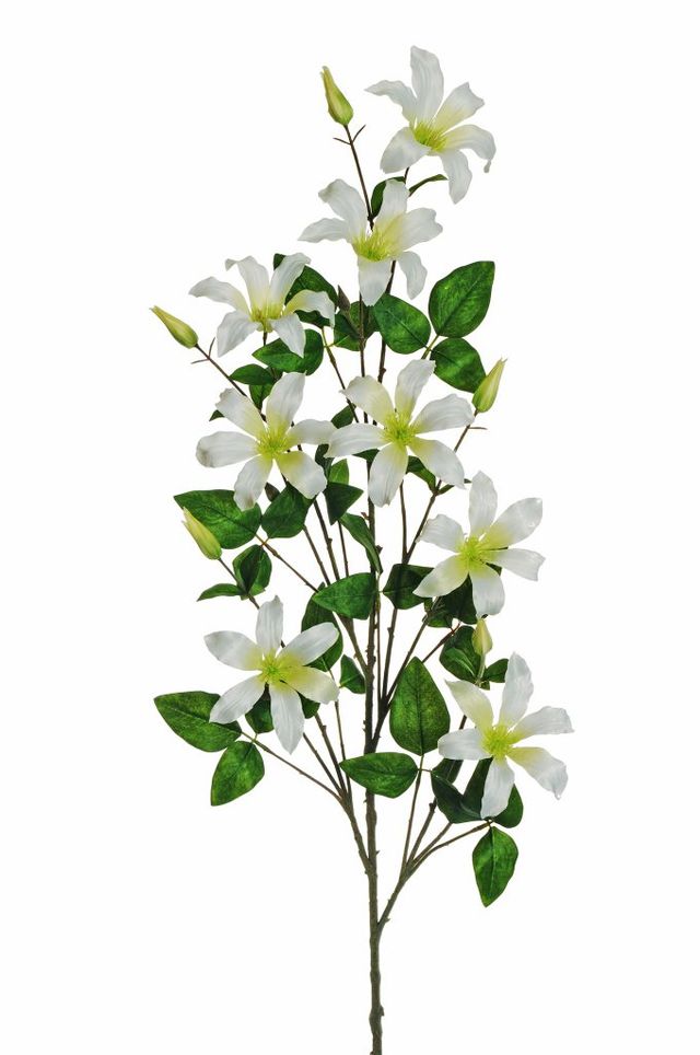 Branche de clématite