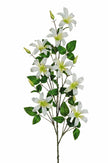Branche de clématite