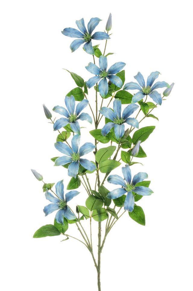 Branche de clématite