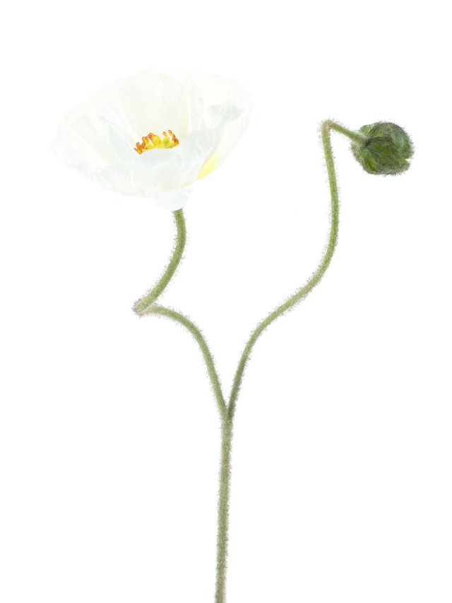 Branche de coquelicot