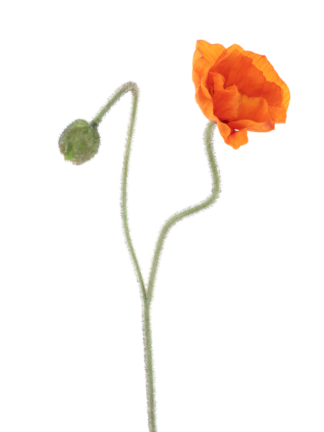 Branche de coquelicot