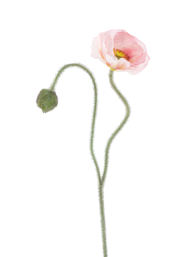 Branche de coquelicot