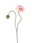 Branche de coquelicot