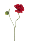 Branche de coquelicot