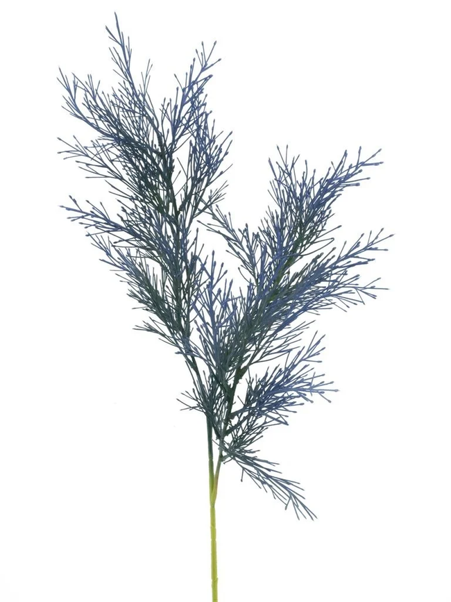 Branche de cytisus