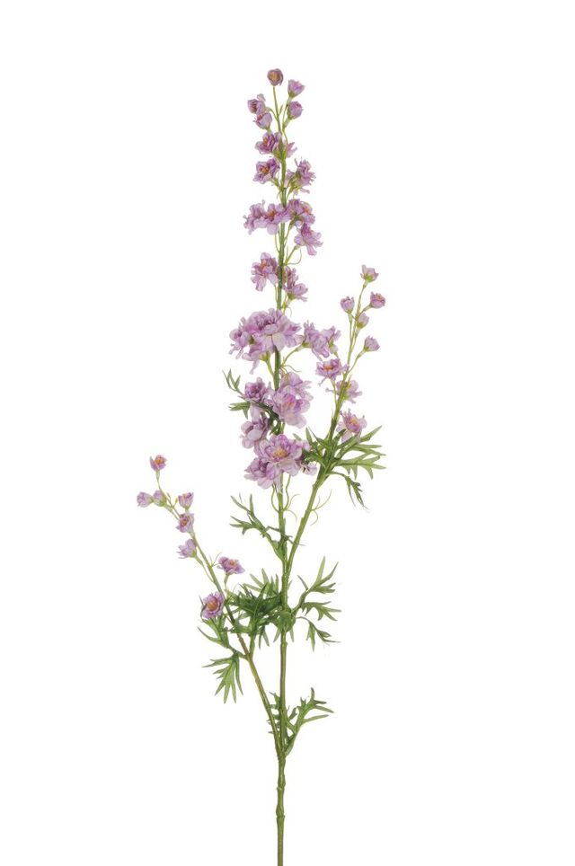 Branche de delphinium