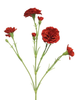 Branche de dianthus