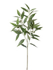 Branche de eucalyptus