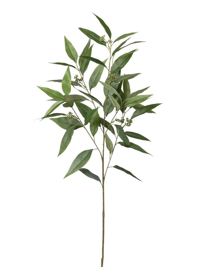 Branche de eucalyptus