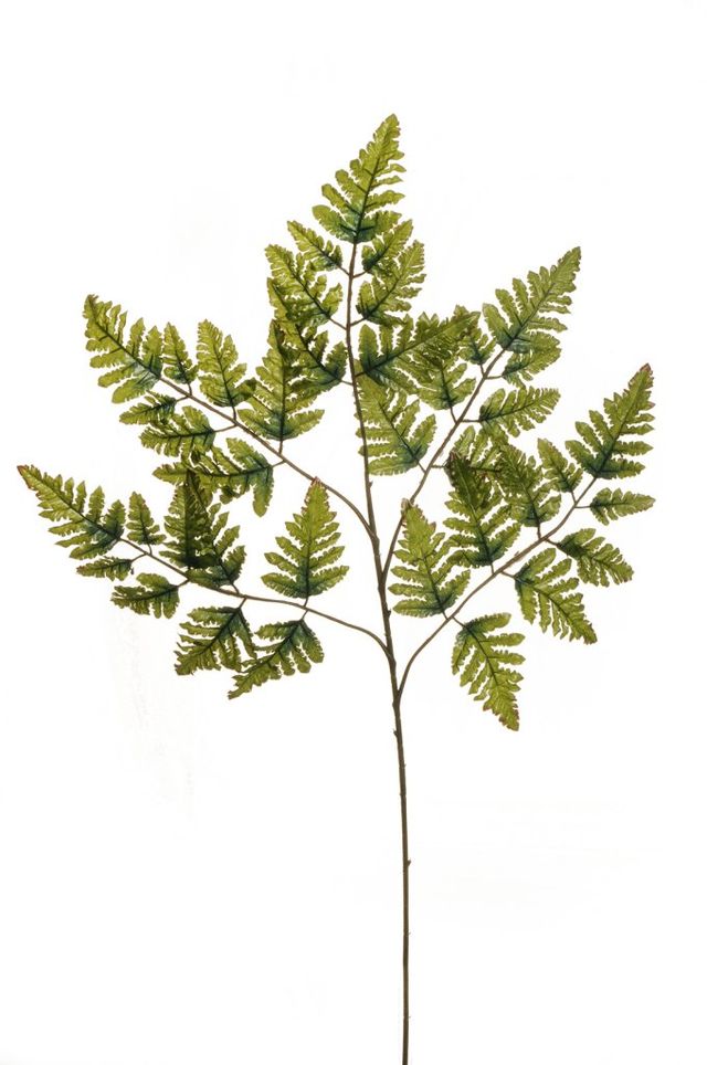 Branche de fougère