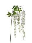 Branche de glycine
