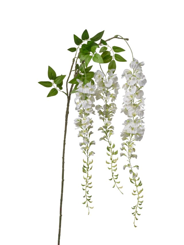 Branche de glycine