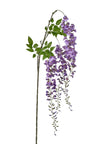 Branche de glycine