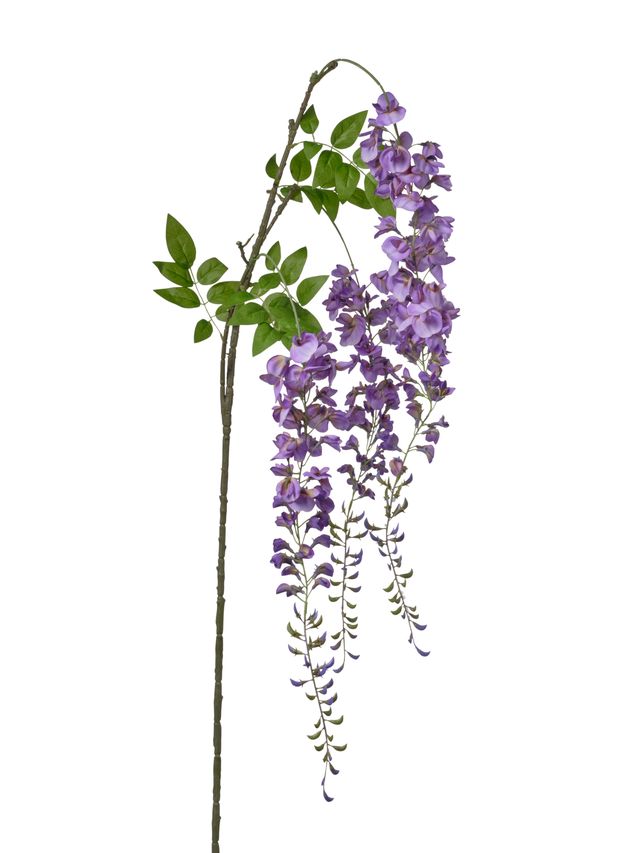 Branche de glycine