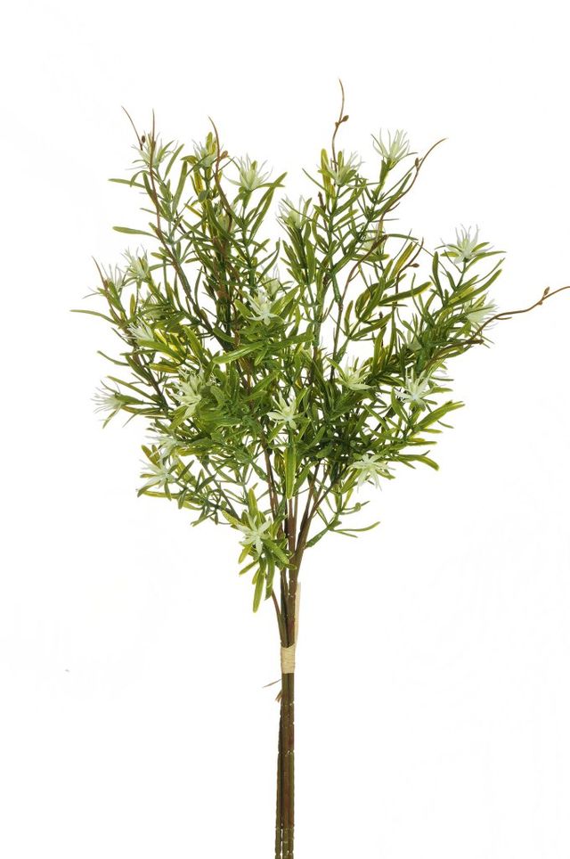 Branche de hipericum